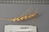 Click for 1 image(s) for this accession. Spike